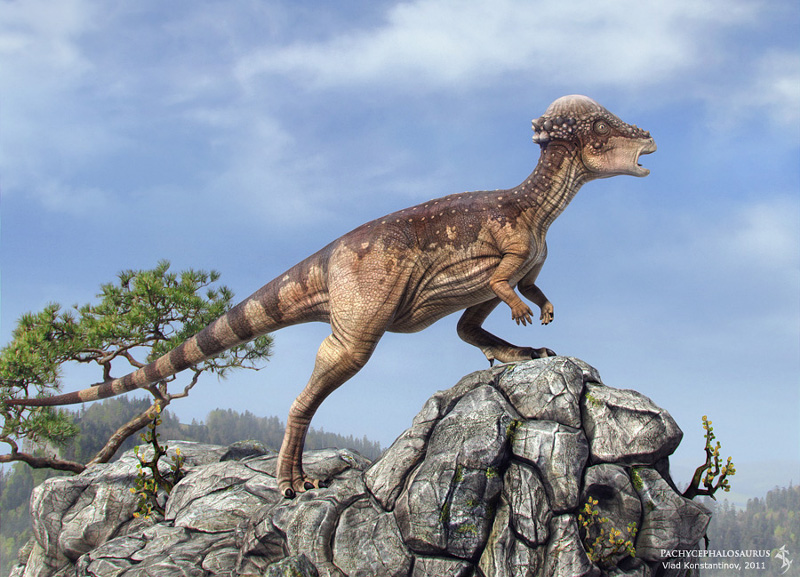 147_pachycephalosaurus_vlad_konstantinov.jpg